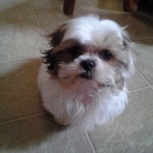 Meet your Posher, Martha